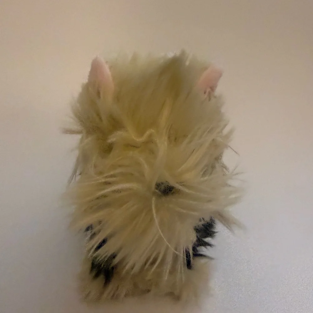 UPDATED Official American girl doll dog and cat set - Picture 2 of 16